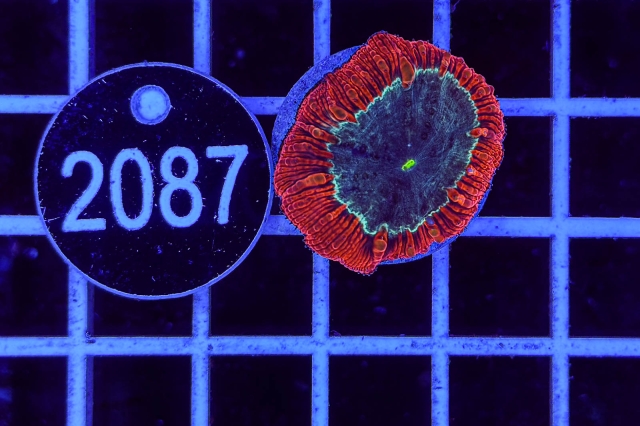 Blastomussa wellsi - 2087_20