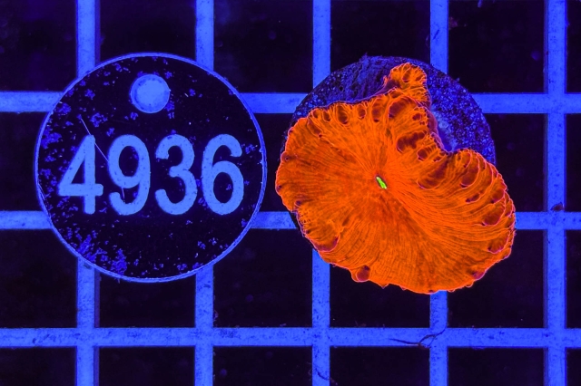 Blastomussa wellsi - 4936_20