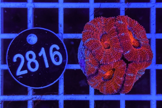 Acanthastrea lordhowensis