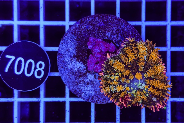 Rhodactis Frankenstein