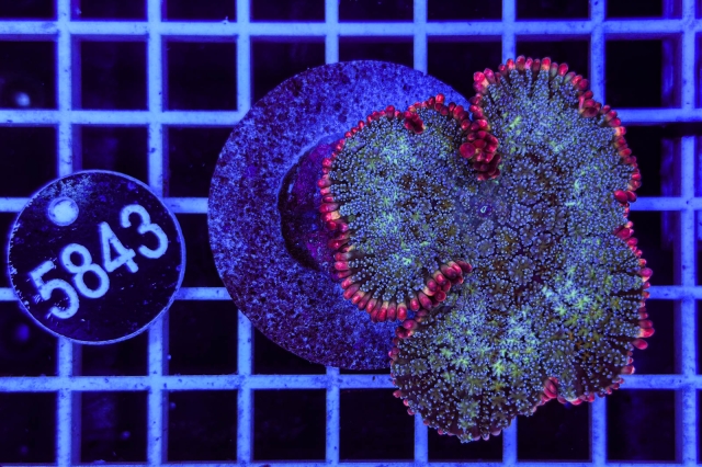 Rhodactis Frankenstein