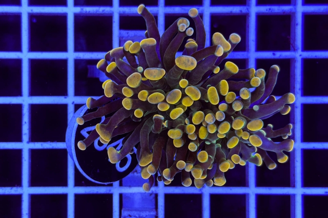 Euphyllia paraancora