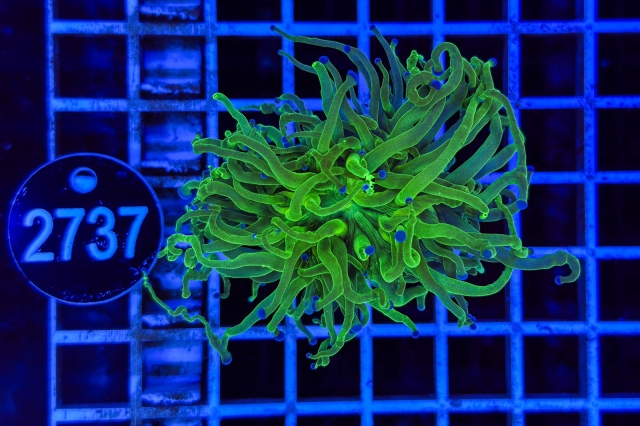 Euphyllia glabrescens