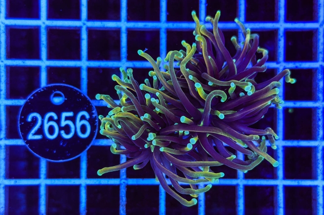 Euphyllia glabrescens