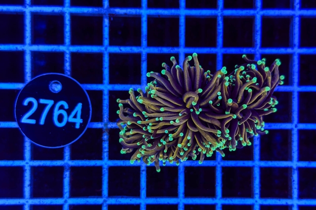 Euphyllia glabrescens