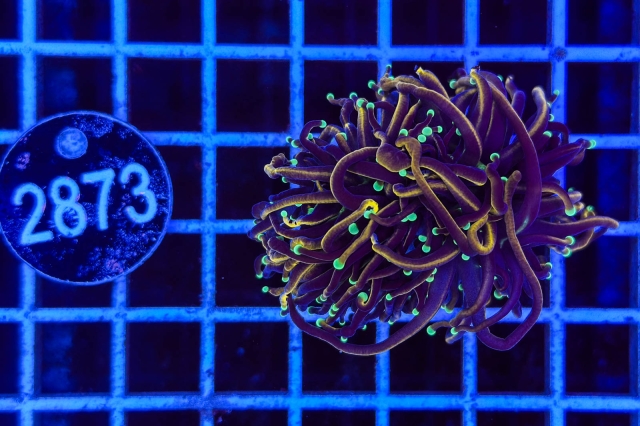 Euphyllia glabrescens