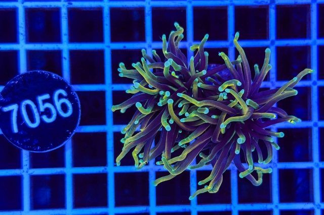 Euphyllia glabrescens