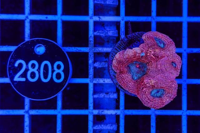 Acanthastrea bowerbanki