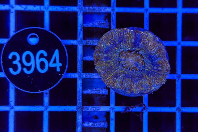 Acanthastrea bowerbanki