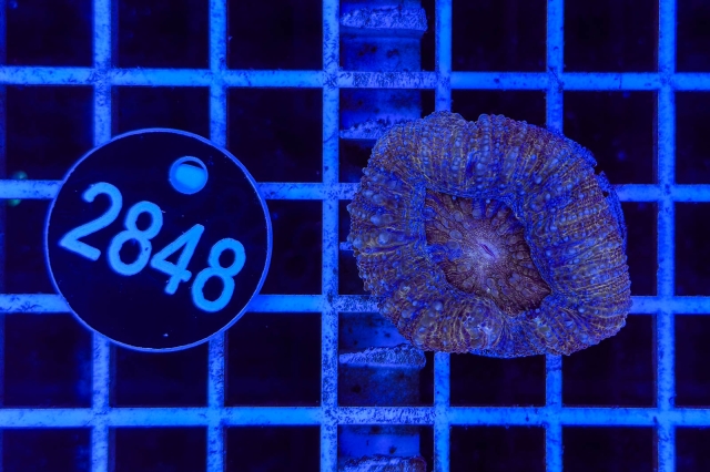 Acanthastrea bowerbanki - 2848_20