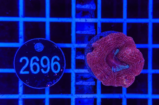 Acanthastrea bowerbanki