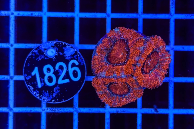 Acanthastrea lordhowensis