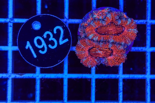 Acanthastrea lordhowensis