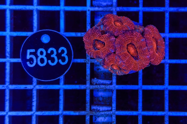 Acanthastrea lordhowensis - 5833_20