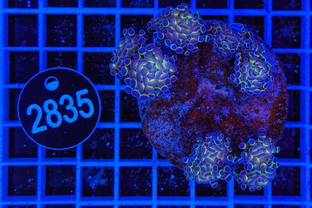 Euphyllia paraancora