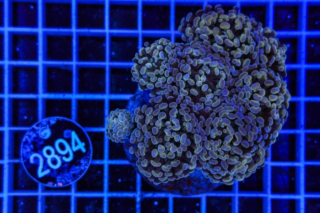 Euphyllia paraancora