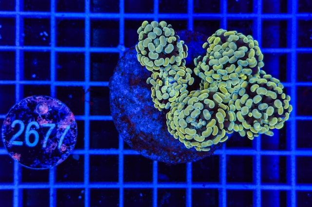 Euphyllia paraancora