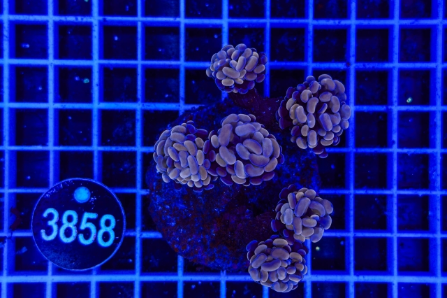 Euphyllia paraancora