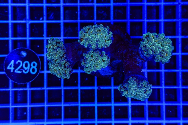 Euphyllia paraancora