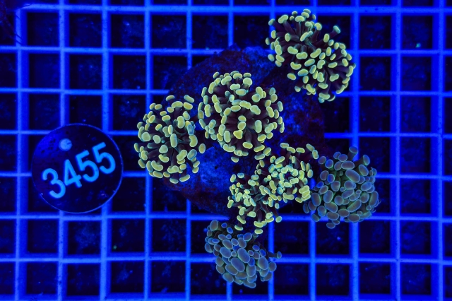 Euphyllia paraancora