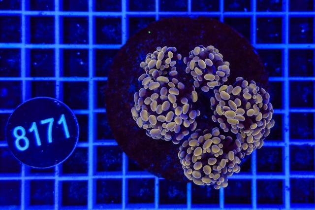 Euphyllia paraancora - 8171_20