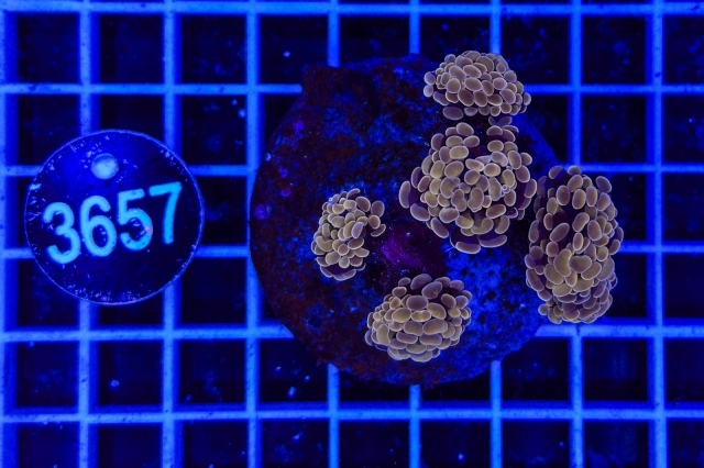 Euphyllia paraancora