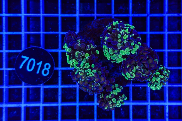 Euphyllia paraancora