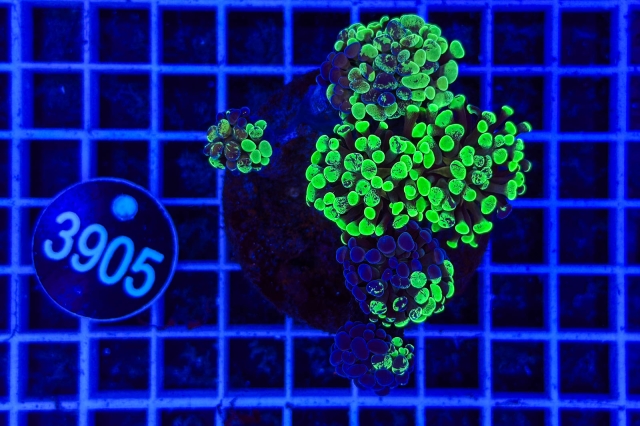 Euphyllia paraancora