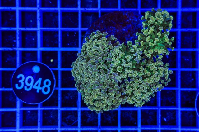 Euphyllia paraancora