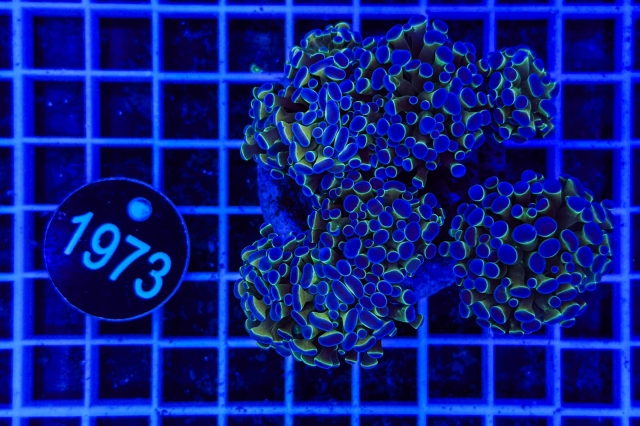 Euphyllia paraancora