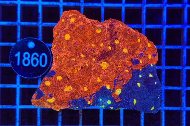 Echinophyllia Bugatti