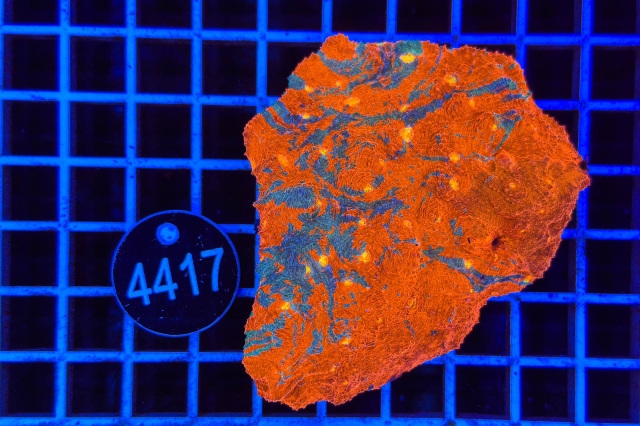 Echinophyllia Rainbow