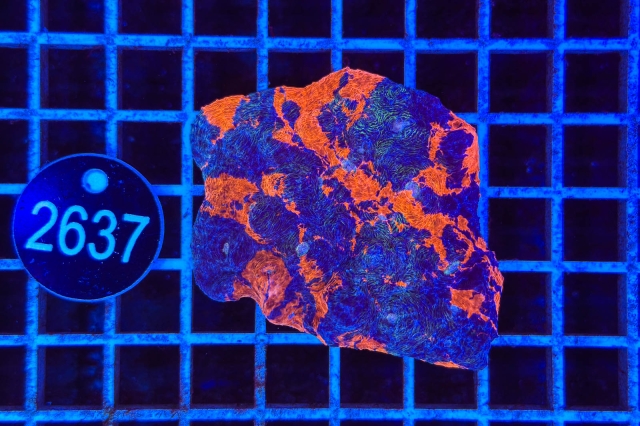 Echinophyllia Rainbow