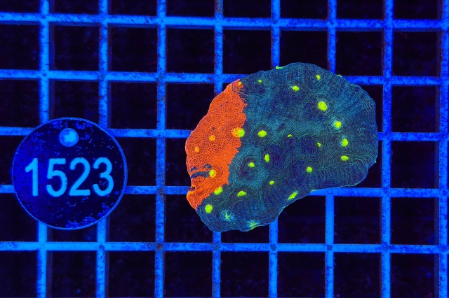 Echinophyllia Rainbow