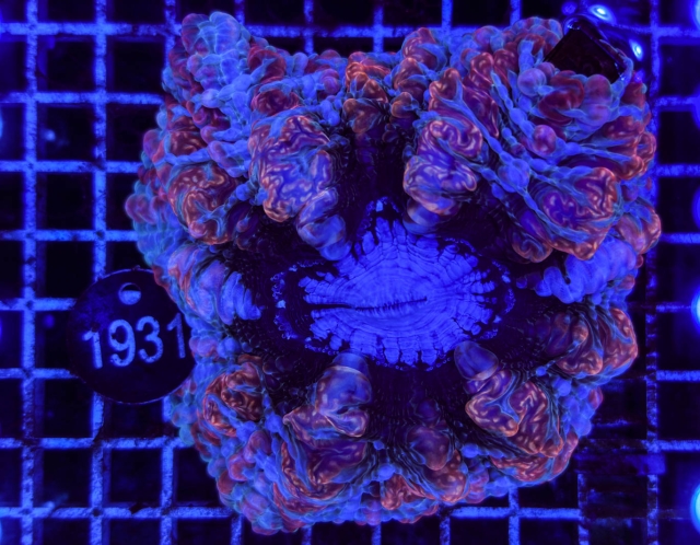 Cynarina lacrymalis - 1931_23