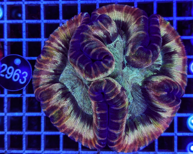 Trachyphyllia geoffroyi