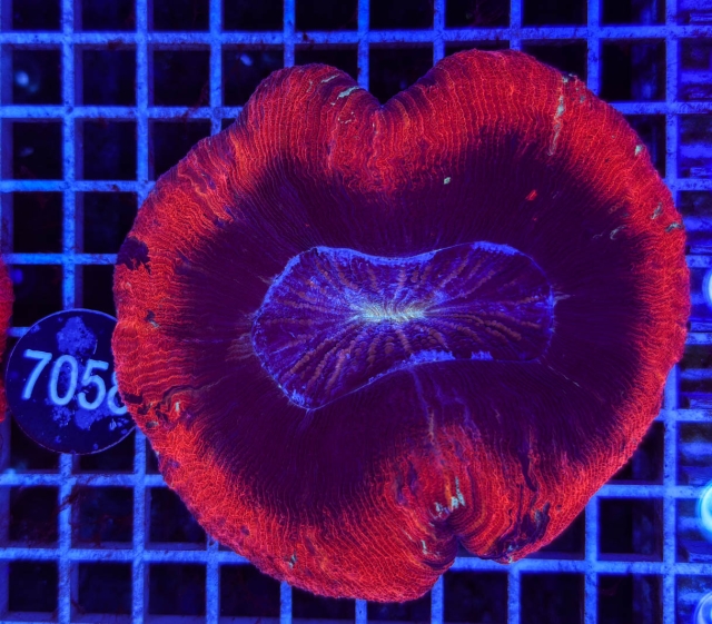 Trachyphyllia geoffroyi