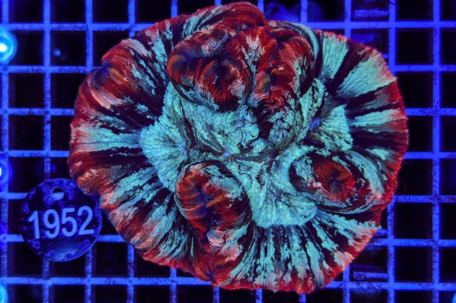 Trachyphyllia geoffroyi