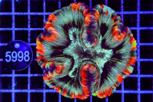 Trachyphyllia geoffroyi