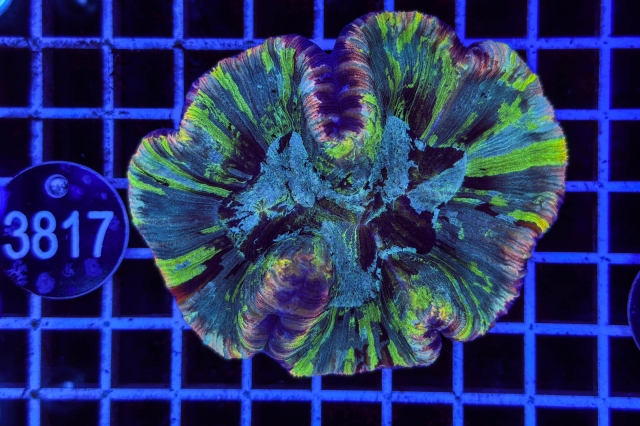 Trachyphyllia geoffroyi