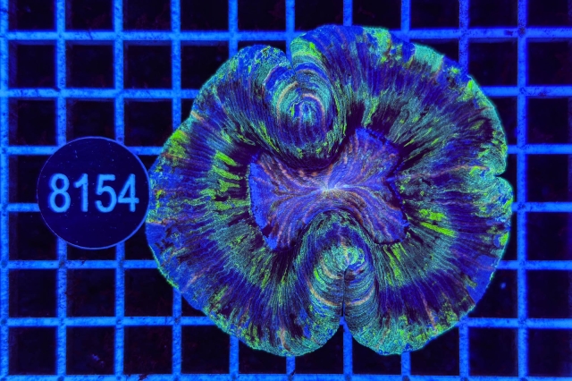 Trachyphyllia geoffroyi