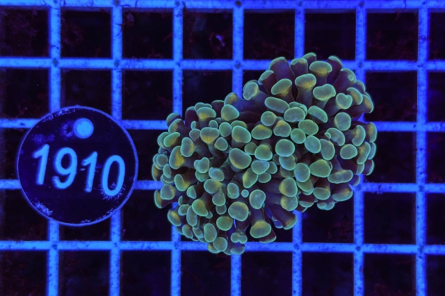 Euphyllia paraancora