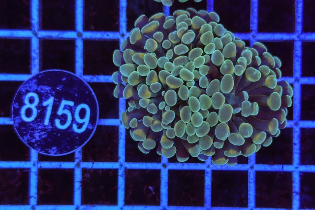 Euphyllia paraancora