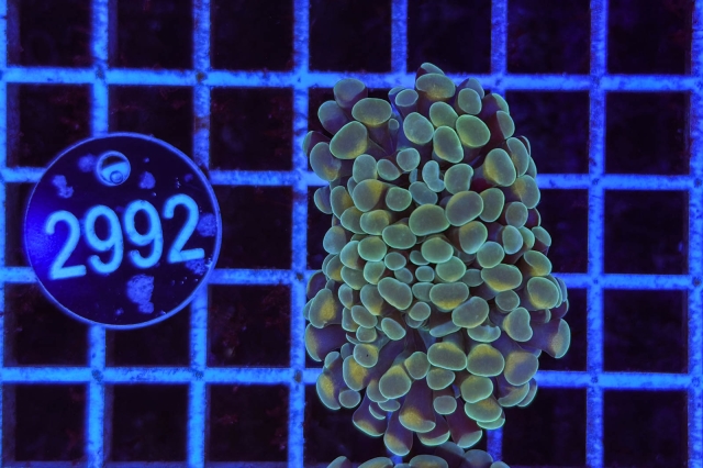 Euphyllia paraancora