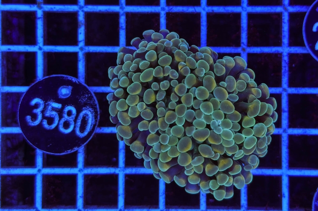 Euphyllia paraancora