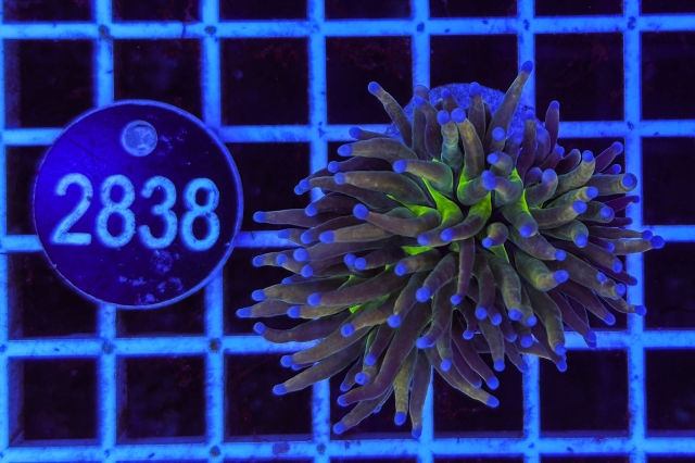 Euphyllia glabrescens