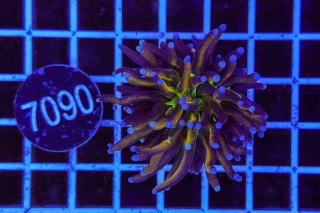 Euphyllia glabrescens