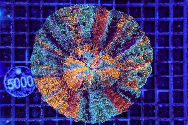 Scolymia/Acanthophyllia Rainbow