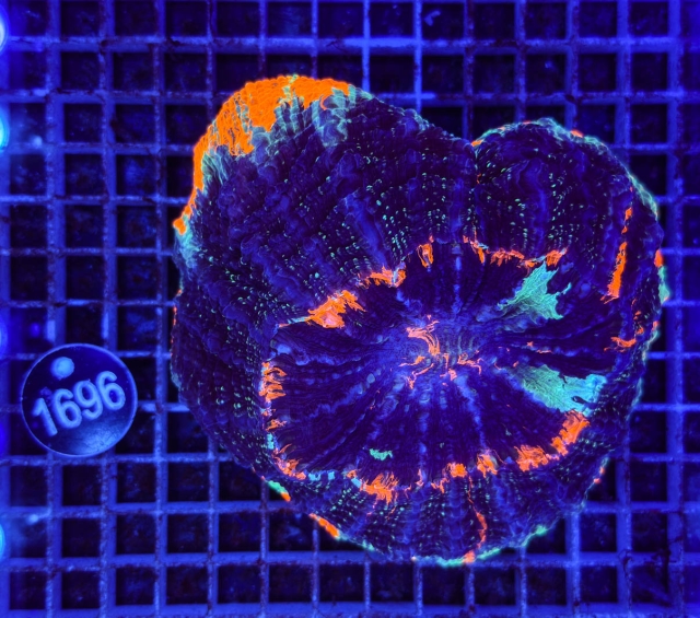 Scolymia/Acanthophyllia Rainbow