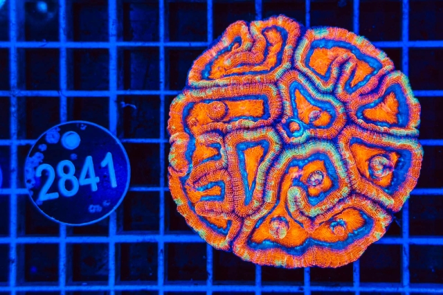 Symphyllia wilsoni - 2841_99